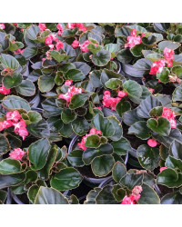 Begonia Doublet Red Bronze Leaf