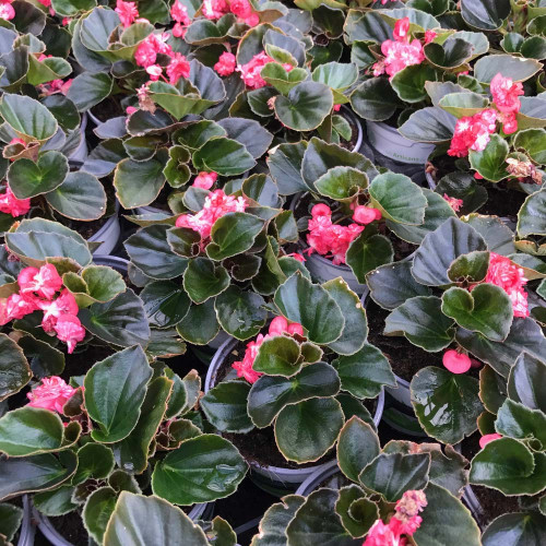 Begonia Doublet Red Bronze Leaf