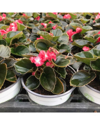 Begonia Doublet Red Bronze Leaf