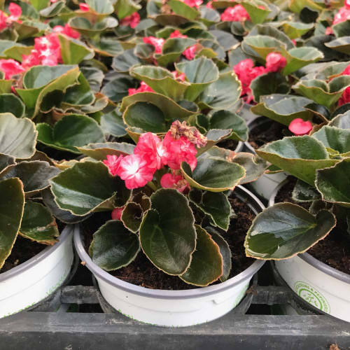 Begonia Doublet Red Bronze Leaf