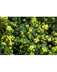 Thymus Citriodorus Limone
