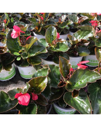 Begonia Big Rose Bronze Leaf