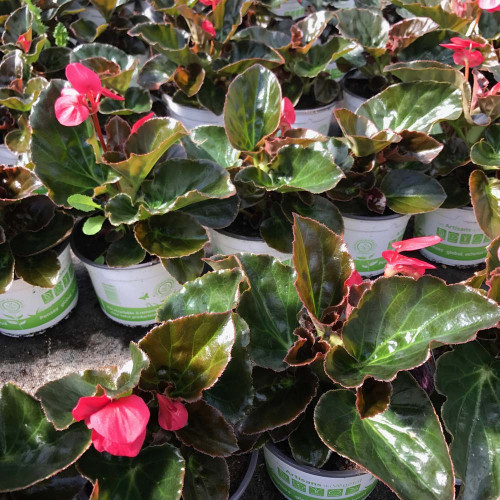 Begonia Big Rose Bronze Leaf