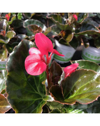 Begonia Big Rose Bronze Leaf