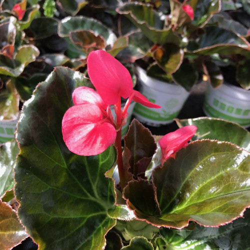 Begonia Big Rose Bronze Leaf