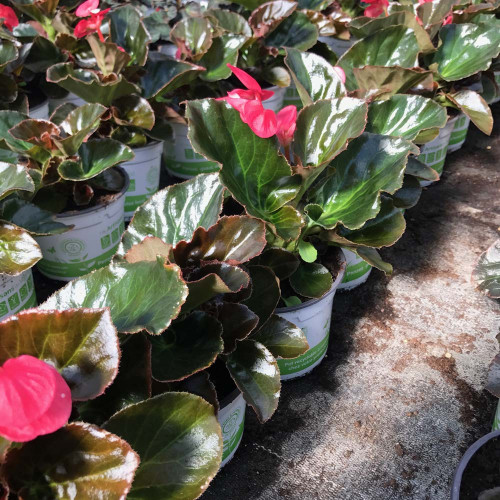 Begonia Big Rose Bronze Leaf