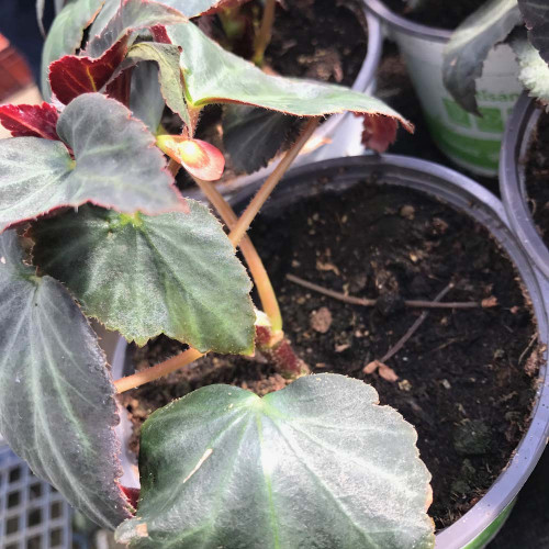 Begonia Glowing Embers