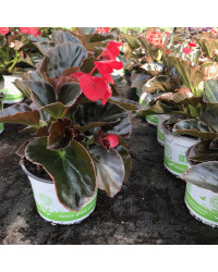 Begonia Big Red Bronze Leaf