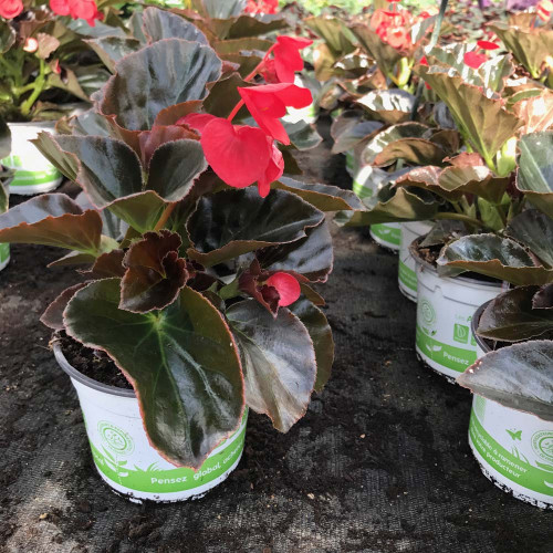 Begonia Big Red Bronze Leaf