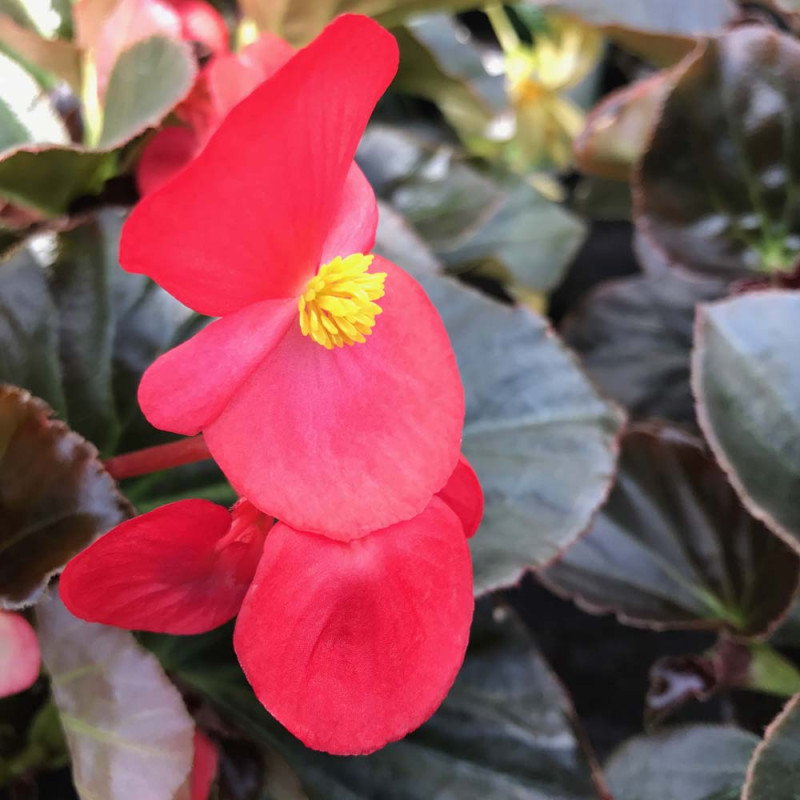 Acheter Begonia Big Red Bronze Leaf pas cher