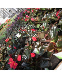 Begonia Big Red Bronze Leaf