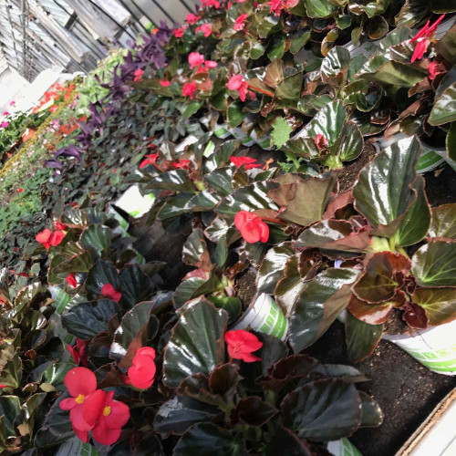 Begonia Big Red Bronze Leaf