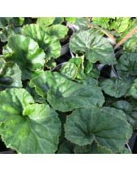 Begonia Tubereux Swing Yellow