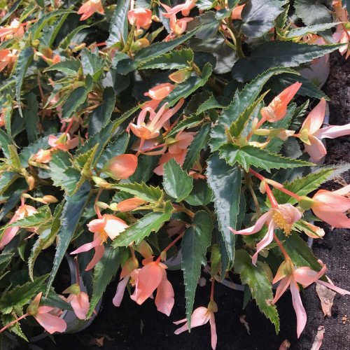 Begonia Summerwings Apricot Improved