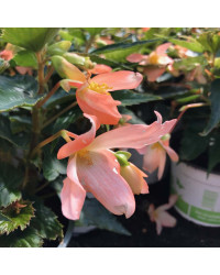 Begonia Summerwings Apricot Improved