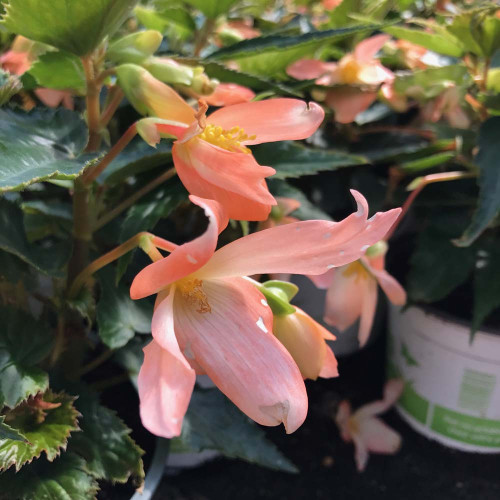 Begonia Summerwings Apricot Improved