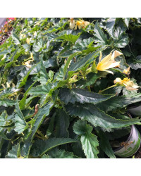 Begonia Summerwings Vanilla