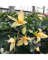 Begonia Summerwings Vanilla