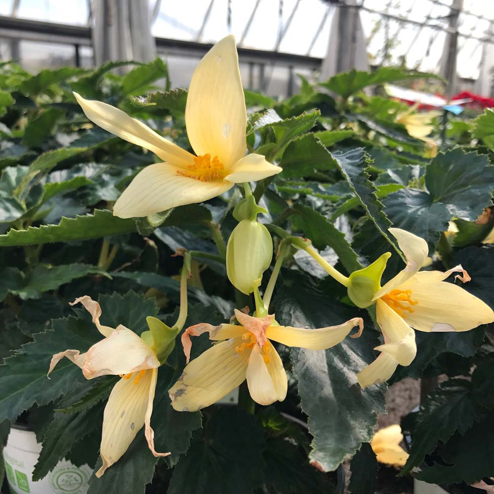 Begonia Summerwings Vanilla