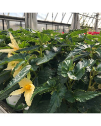Begonia Summerwings Vanilla