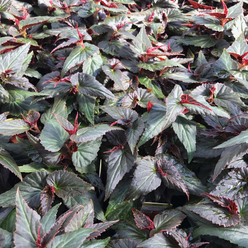 Begonia Summerwings Ebony Orange