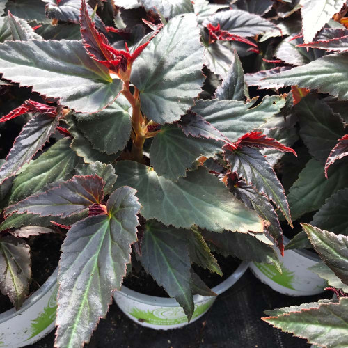 Begonia Summerwings Ebony Orange