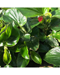 Begonia Dragon Wing Hybrida Dragon Wing Red