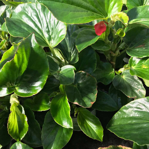 Begonia Dragon Wing Hybrida Dragon Wing Red