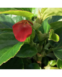 Begonia Dragon Wing Hybrida Dragon Wing Red