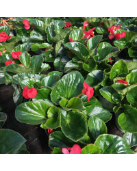 Begonia Big Red Green Leaf