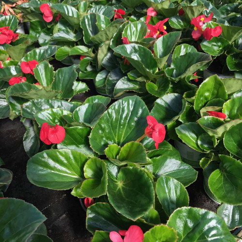 Begonia Big Red Green Leaf