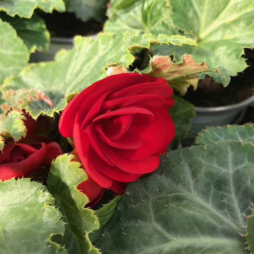 Begonia Tubereux Swing Scarlet