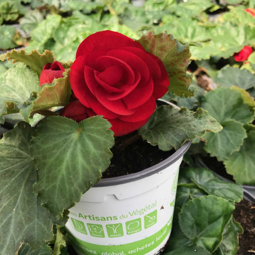 Begonia Tubereux Swing Scarlet