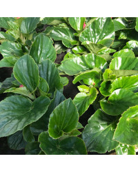 Begonia Mega Watt Rose Green Leaves