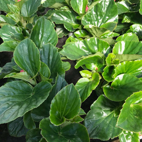 Begonia Mega Watt Rose Green Leaves