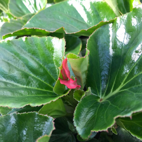 Begonia Mega Watt Rose Green Leaves