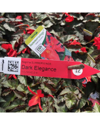 Begonia Summerwings Dark Elegance rouge
