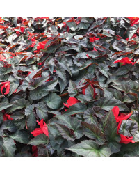 Begonia Summerwings Dark Elegance rouge