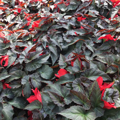 Begonia Summerwings Dark Elegance rouge