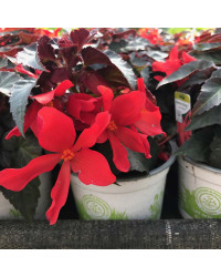Begonia Summerwings Dark Elegance rouge