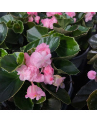 Begonia Doublet Pink Green Leaf