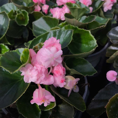 Begonia Doublet Pink Green Leaf