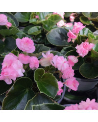 Begonia Doublet Pink Green Leaf
