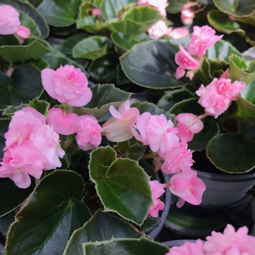 Begonia Doublet Pink Green Leaf