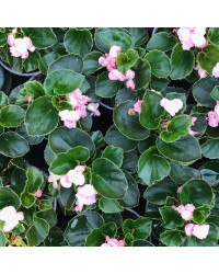 Begonia Doublet Pink Green Leaf