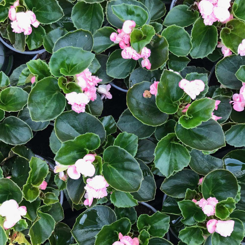 Begonia Doublet Pink Green Leaf