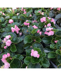 Begonia Doublet Pink Green Leaf