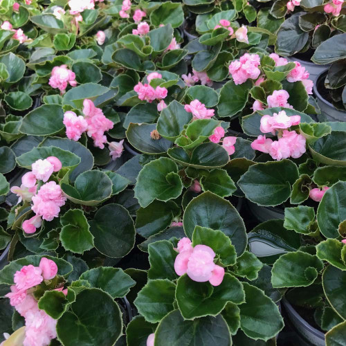 Begonia Doublet Pink Green Leaf