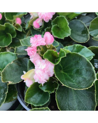 Begonia Doublet Pink Green Leaf