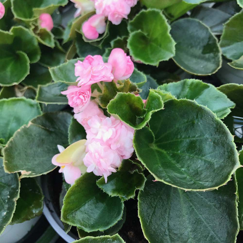 Begonia Doublet Pink Green Leaf